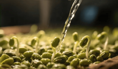 <b>新质赋能 价值沉构——2025芽苗菜行业年度环节词</b>